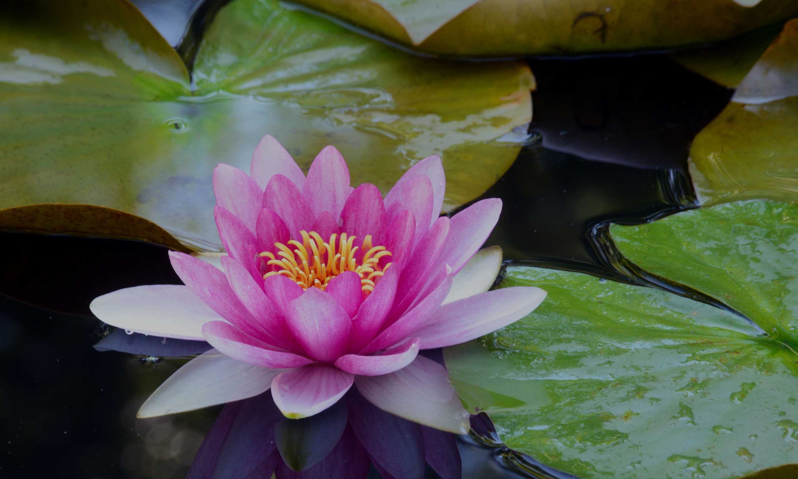 Heilpraktikerin Kempten