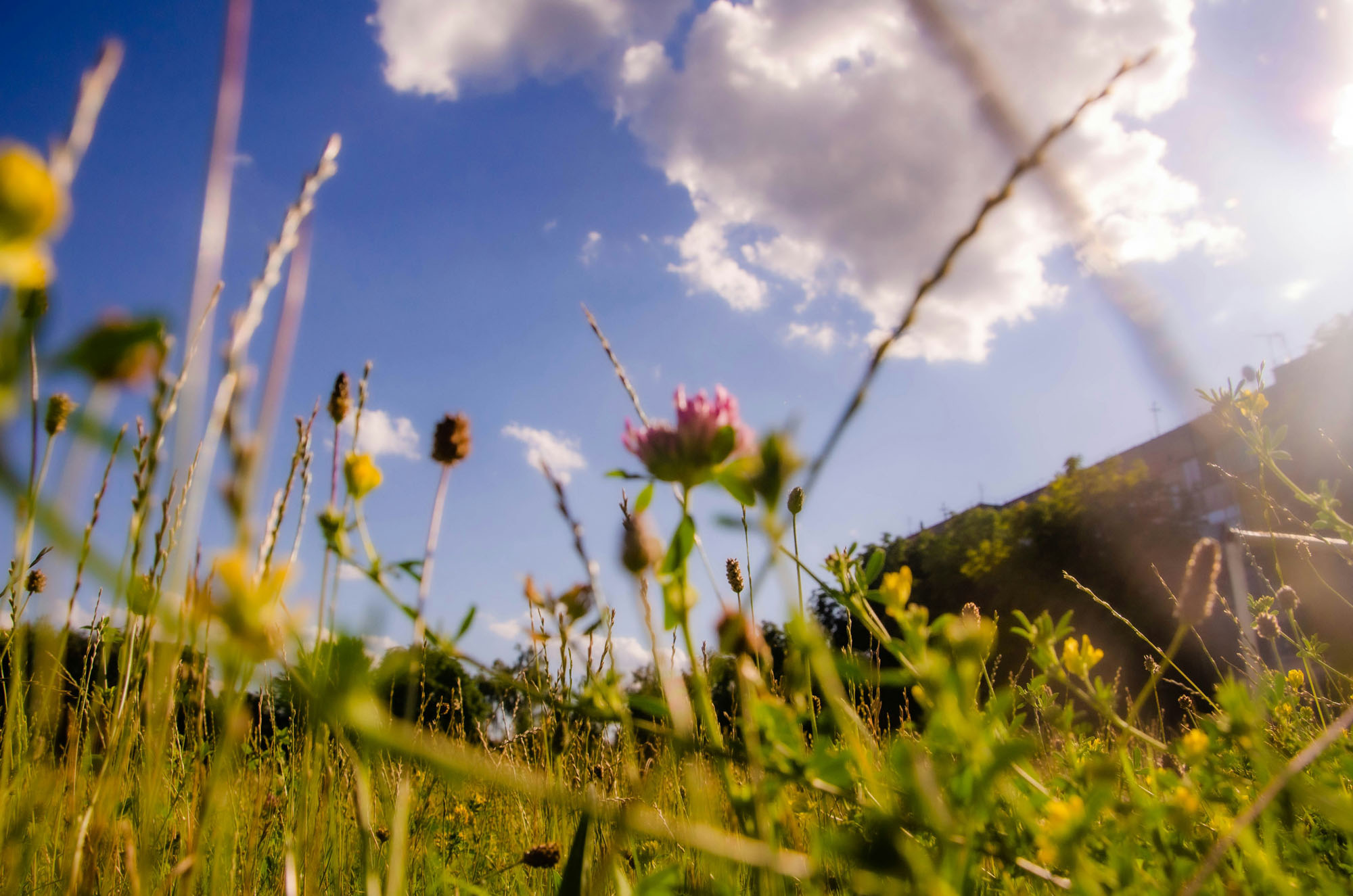 Sommer genießen mit Leichtigkeit Blühende Landschaft als Symbol für Balance und Leichtigkeit in den Wechseljahren.